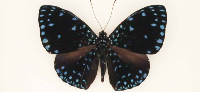 Bướm Đêm