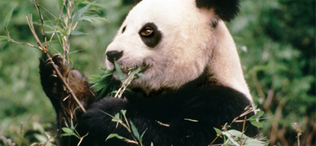 Adopt a Panda