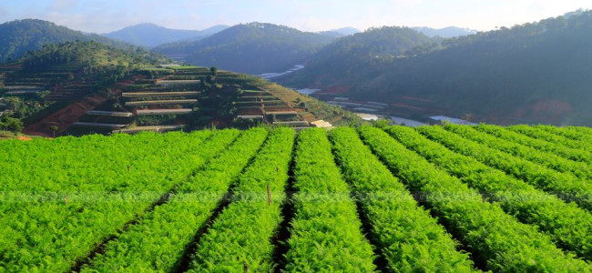 Đồi trà Đà Lạt xanh ngát xanh