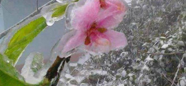 My dream is like an iced flower - keep beauty in difficulties