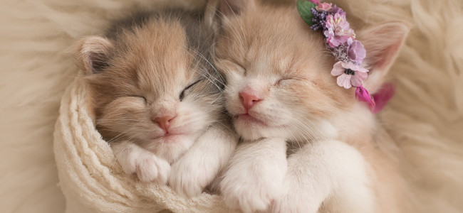 ADOPT A KITTEN